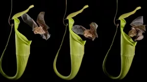 Hardwicke's_Woolly_Bat_(Kerivoula_hardwickii)_at_a_pitcher_of_Nepenthes_hemsleyana_(N._baramensis)_where_it_roosts._Photographed_in_flight_tent.