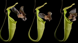 Hardwicke's_Woolly_Bat_(Kerivoula_hardwickii)_at_a_pitcher_of_Nepenthes_hemsleyana_(N._baramensis)_where_it_roosts._Photographed_in_flight_tent.