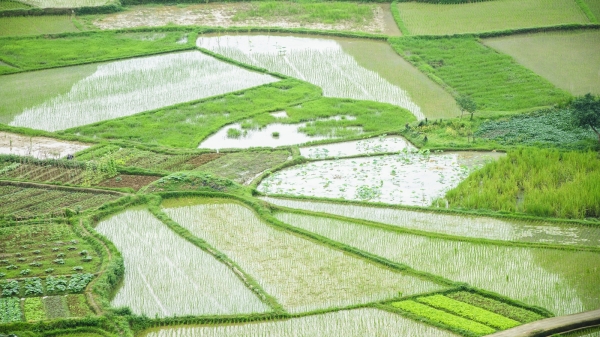 Reisfelder in der Nähe von Guilin, Südchina