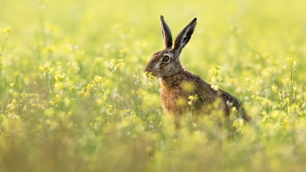 Wachsamer Feldhase in einem Rapsfeld
