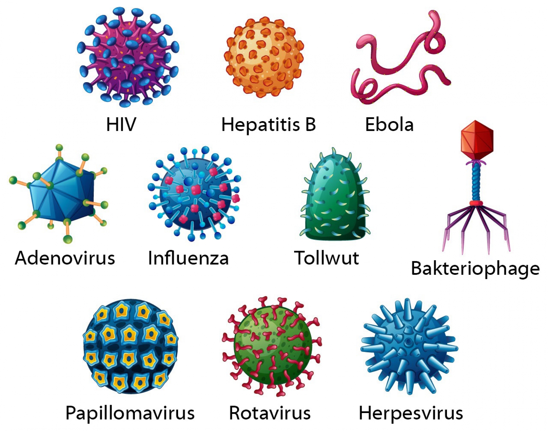 Warum Sind Viren Keine Lebewesen Zellpiraten - Warum sind Viren so erfolgreich? | wissen.de