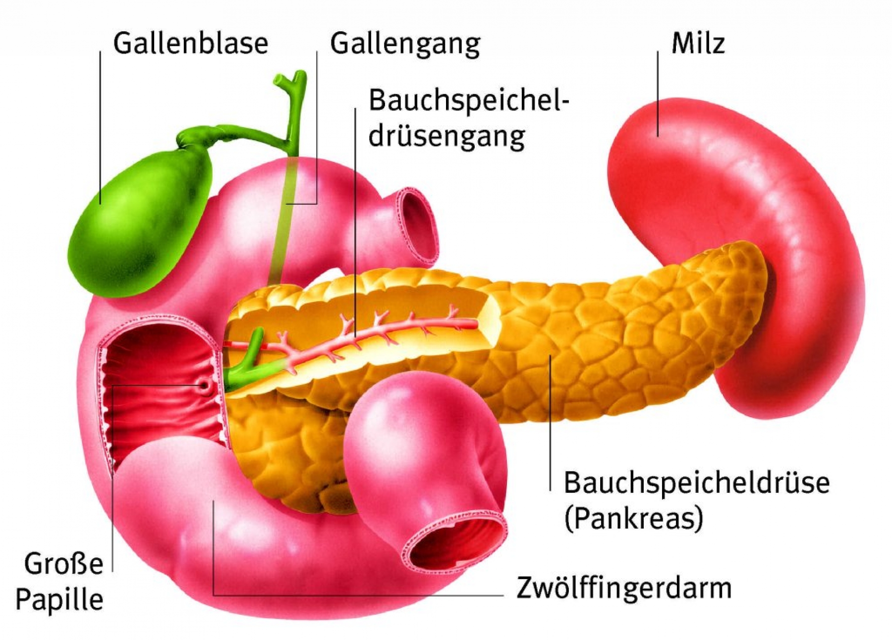 Wie Groß Ist Die Bauchspeicheldrüse Die Funktion der Bauchspeicheldrüse | wissen.de