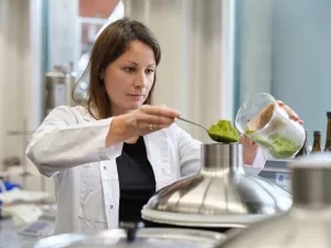 Verarebitung des Hanfes