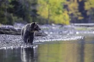 Grizzly am Ufer des Chilko River in British Columbia, Kanada