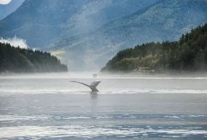 Wal vor Sonora Island, British Columbia