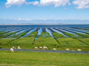 Weidende Schafe  auf einem Nordseedeich