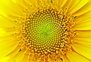 Sonneblumenkopf mit zwei Fibonacci-Spiralen