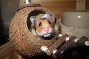 Hamster