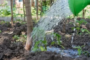 Symbolbild Pflanzenbewässerung
