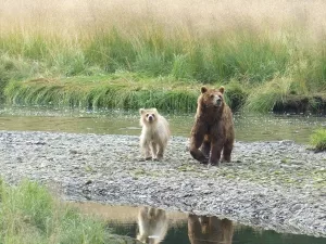  Braunbären auf Admiralty Island, Alaska