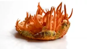 Puppen-Kernkeule (Cordyceps militaris)