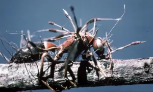 Von Ophiocordyceps unilateralis befallene Ameise