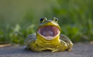 Nordamerikanischer Ochsenfrosch (Lithobates catesbeianus)