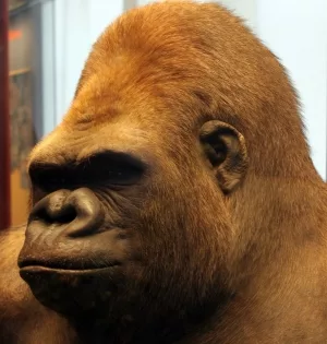 Taxidermie des Gorillas Bobby im Museum für Naturkunde, Berlin