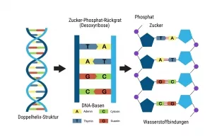 Schematische Darstellung der DNA-Doppelhelix