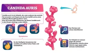 Infografik Candia auris