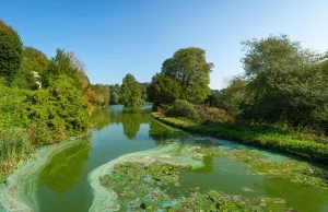 Blau- und Grünalgen in einem See