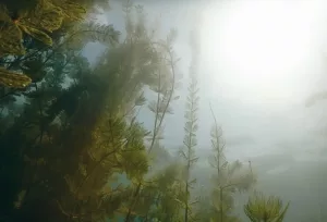 Grünalgen in einem Süßwassersee