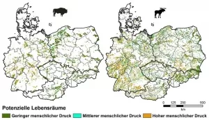 Karte der potenzielle Lebensräume für Wisent und Elch in Mitteleuropa.