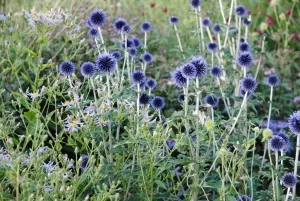 Blühende Kugeldisteln