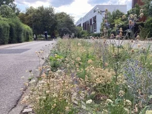 Forschungsvorhaben Versickerungsmulden in Rummelsburg 