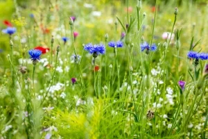Wildblumen auf einer Wiese
