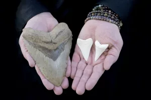 Größenvergleich zwischen dem fossilien Zahn eines Megalodons und zwei Zähnen eines Wießne Hais.