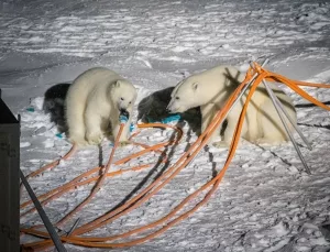 Eisbären beim Anknabern von Stromkabeln, während der MOSAiC-Expedition om Oktober 2019.