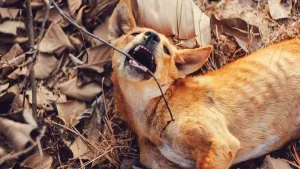 Tollwütiger Hund mit Lähmungserscheinungen, Thailand