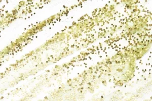 Gesichtspeeling mit Mikroperlen