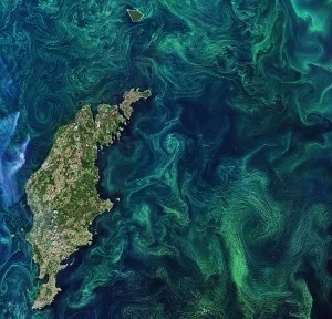 Ostsee bei Gotland während einer Algenblüte, 2019