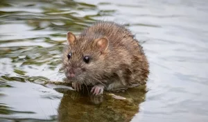 Wanderratte (Rattus norvegicus) im flachen Wasser