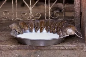 Rattenfütterung im Karni-Mata-Tempel, Deshnok, Rajasthan