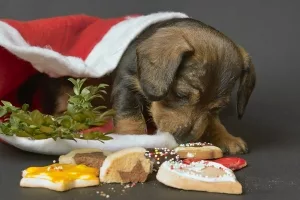 Hundewelpe nascht an Weihnachtsplätzchen