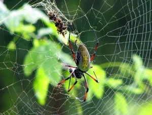 Seidenspinne (Néphila inaurata), Madagaskar silk spider erhielten sie wegen ihrer feinen, aber stabilen Fäden, deren Herstellung auch Gegenstand der Forschung ist. 