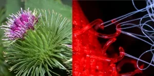 Klette und Makroaufnahme eines Velcor-Verschlusses