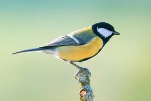 Männchen der Kohlmeise (Parus major)