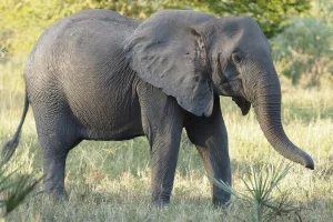 Elefant im Gorongosa-Nationalpark, Mosambik