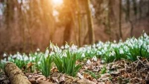 Blühende Schneeglöckchen