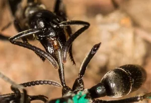 Eine "Doktorameise" versorgt durch Termitenbisse amputierte Gliedmaße.
