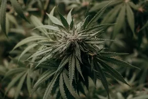 Blühende Cannabispflanze 