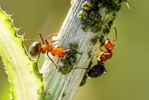 Ameisen mit Blattläusen