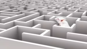 Laborratte orientiert sich in einem Labyrinth