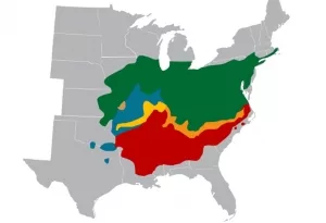 Karte zur Verbreitung der Arten der Gattung Magicicada in den USA