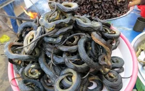 Streetfoodstand mit gebratenen Insekten und Schlangen im Angebot, Kambodscha