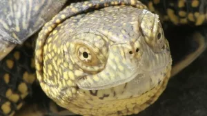 Kopf einer weiblichen Europäischen Sumpfschildkröte (Emys orbicularis)