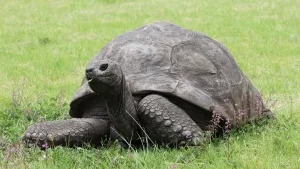 Aldabra-Riesenschildkröte Jonathan, 2020