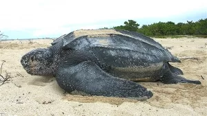 Lederschildkröte (Dermochelys coriacea) beim Landgang,  Sandy Point National Wildlife Refuge, US Virgin Islands 