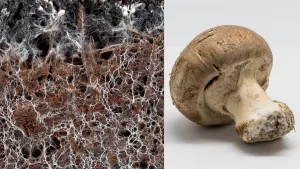 Champignon-Fruchtkörper (r.) und -Mycel