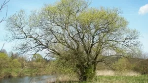 Silberweide (Salix Alba) in Hessen, Deutschland